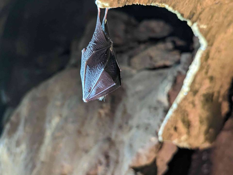 chauve souris
